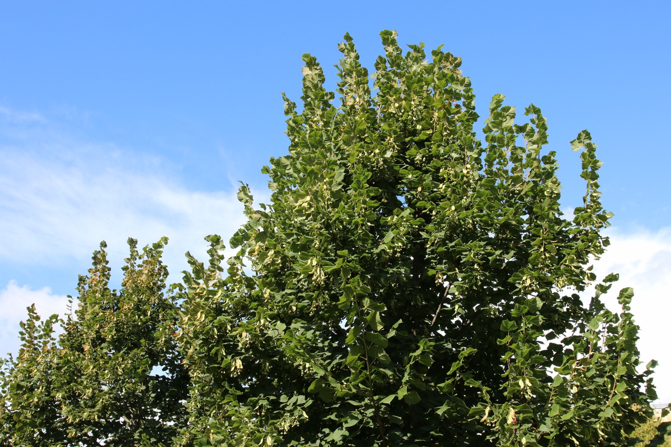 Изображение особи Tilia &times; europaea.