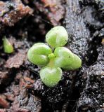 Epilobium adenocaulon