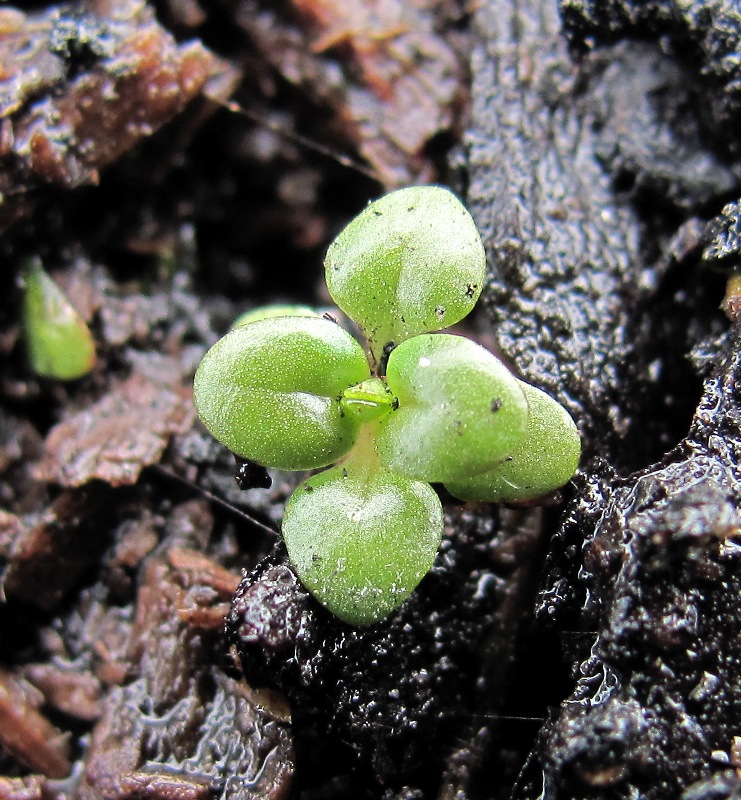 Изображение особи Epilobium adenocaulon.