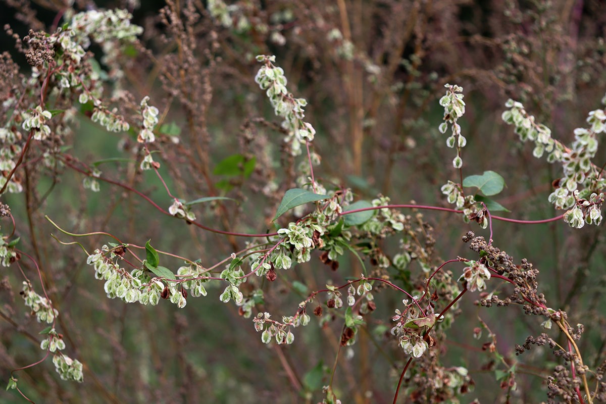 Изображение особи Fallopia dumetorum.