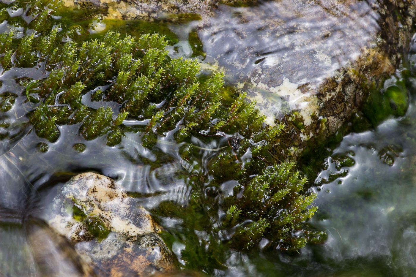 Изображение особи класс Bryopsida.