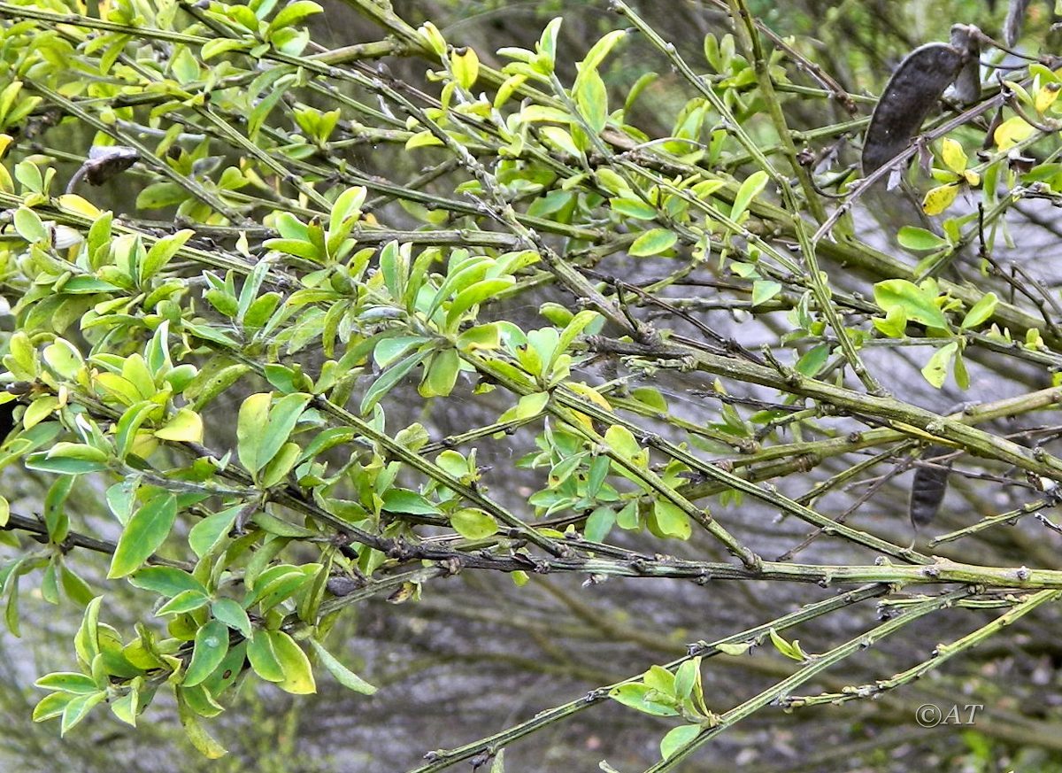 Image of genus Cytisus specimen.