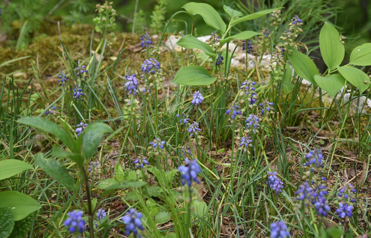 Image of Unknown species specimen.