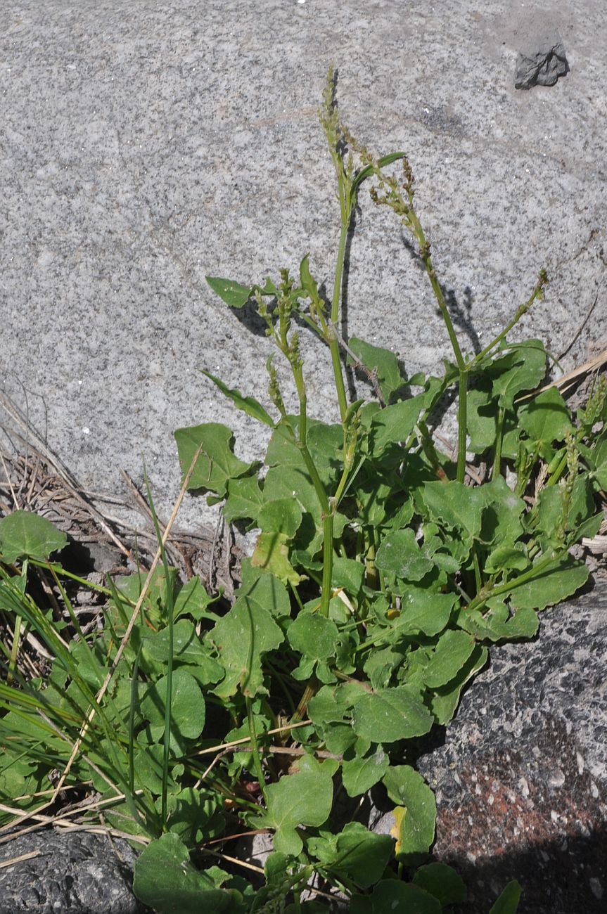 Изображение особи Rumex hastifolius.