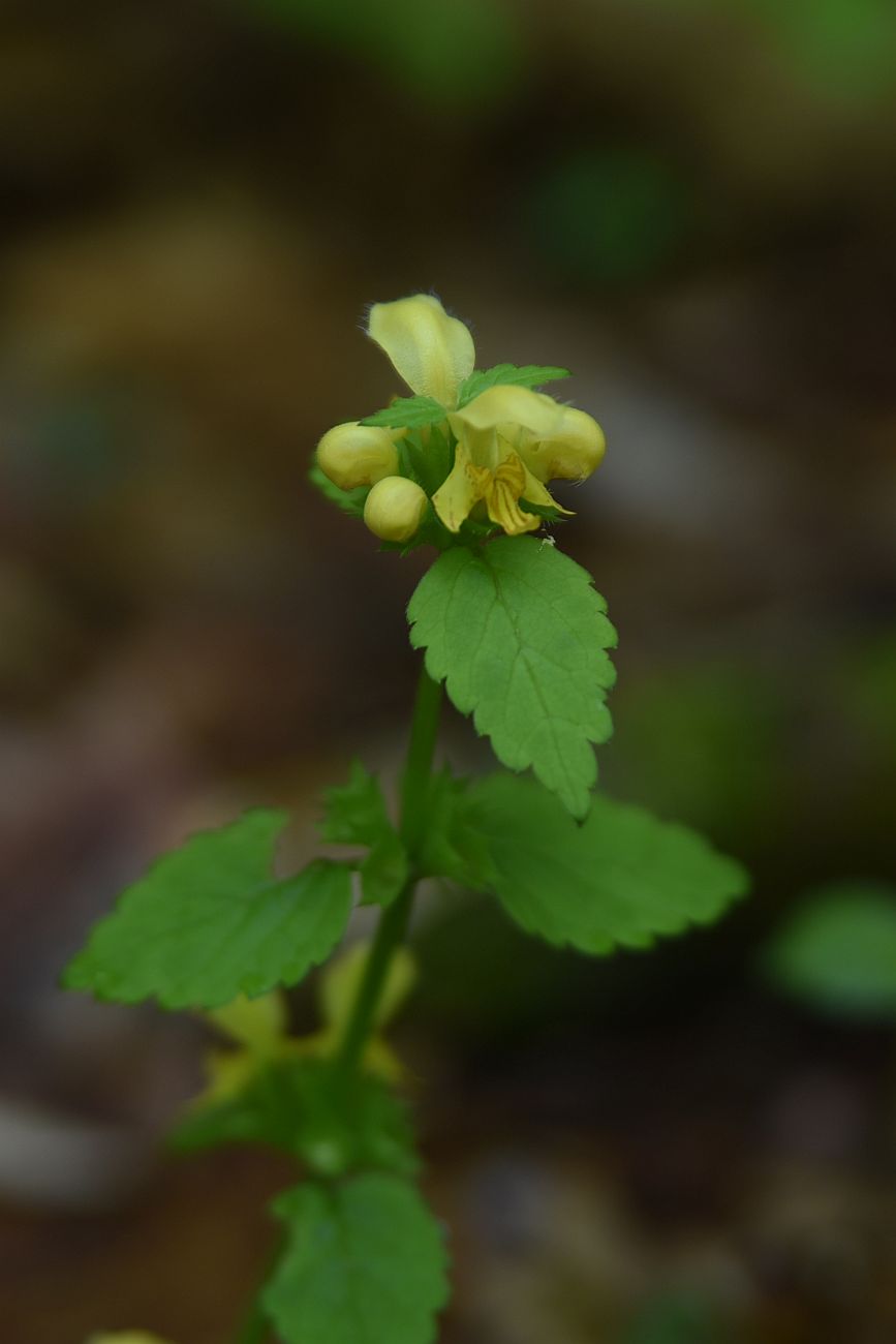 Image of Galeobdolon caucasicum specimen.