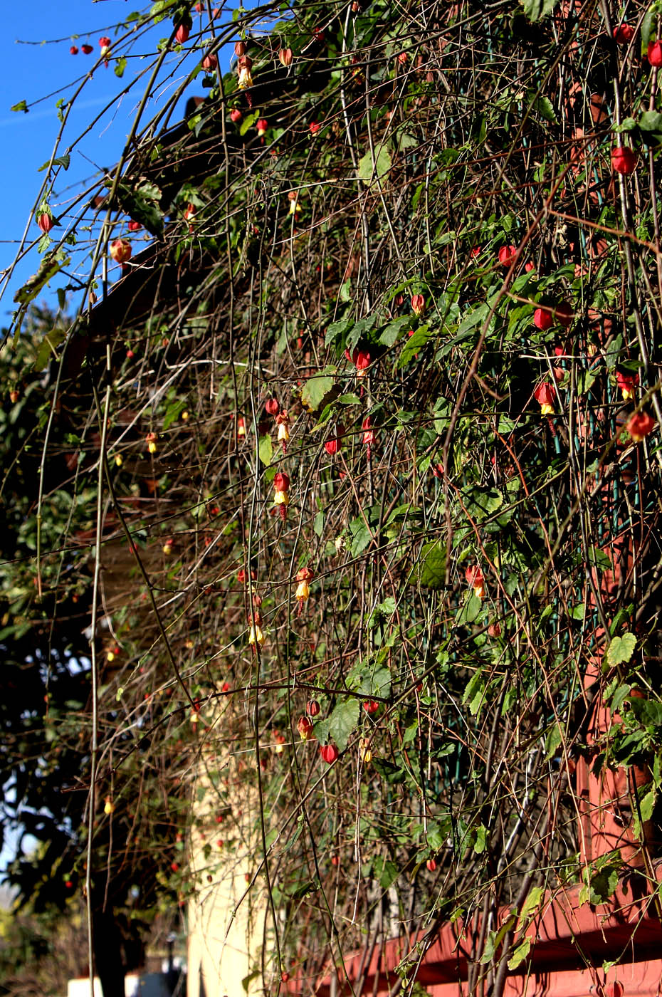 Изображение особи Abutilon megapotamicum.