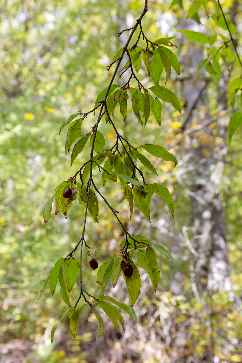 Image of Cornus mas specimen.