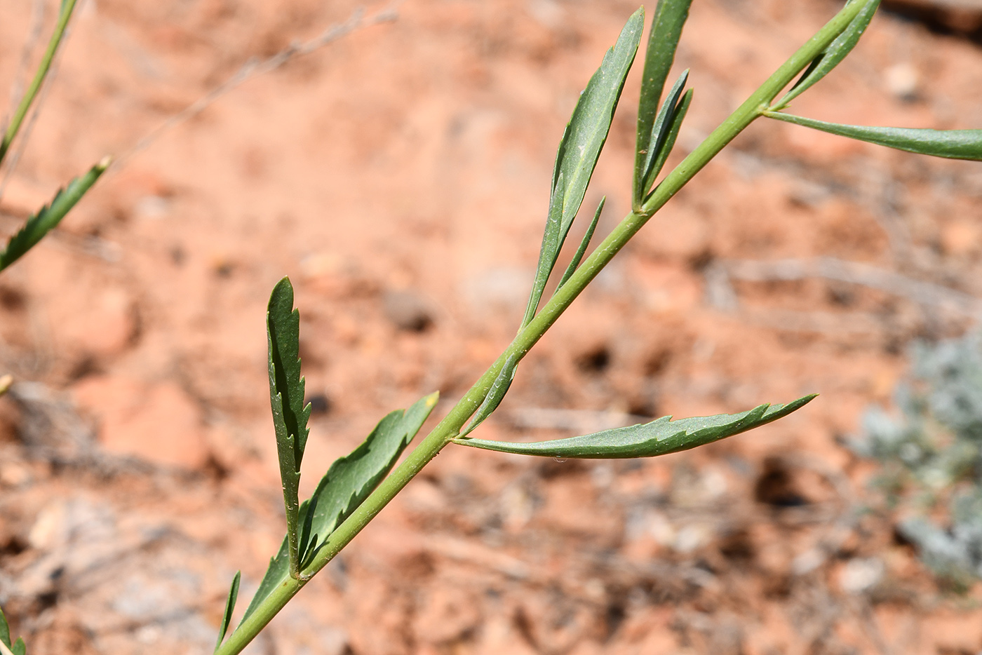 Изображение особи Lepidium ferganense.