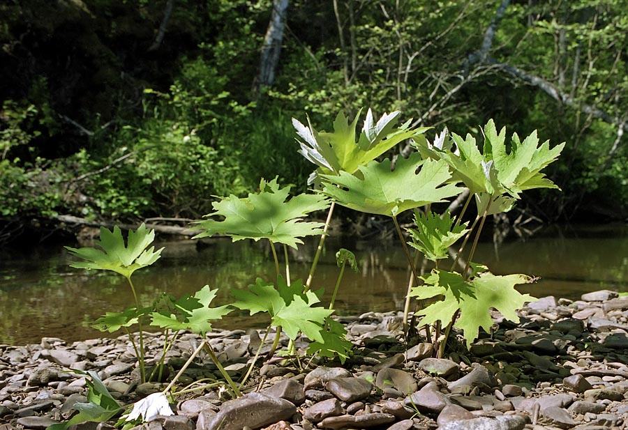 Изображение особи Petasites tatewakianus.