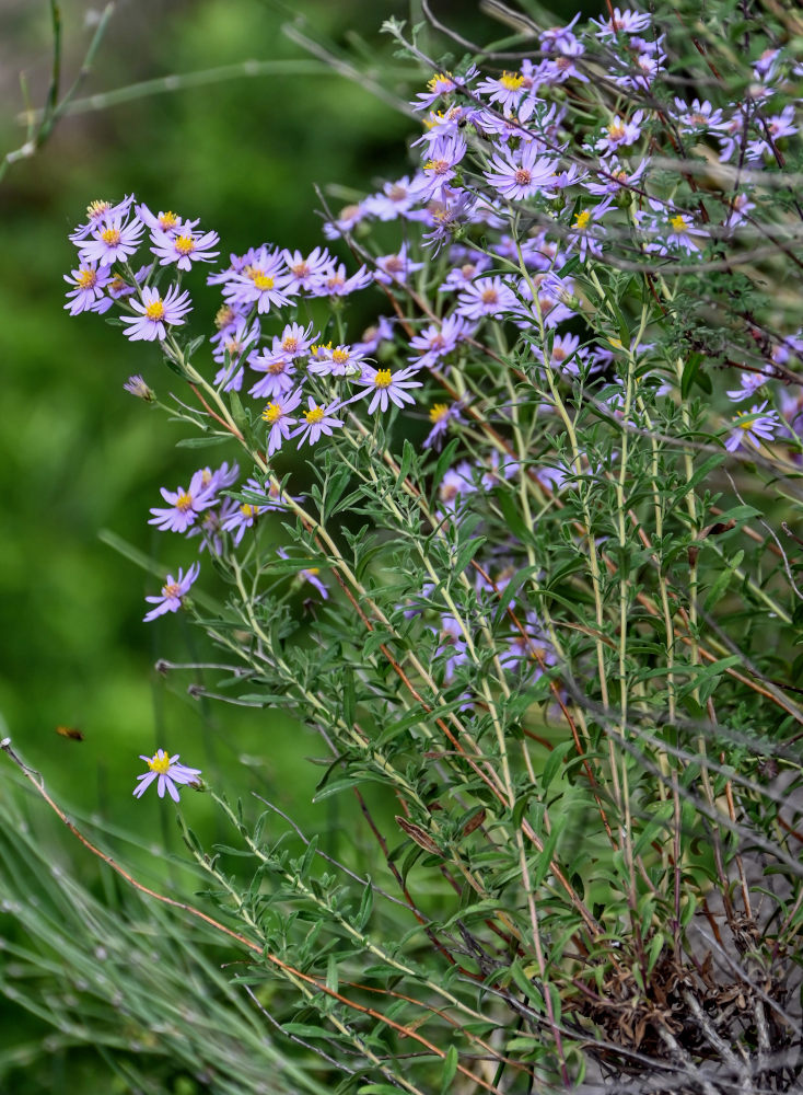 Изображение особи Galatella altaica.