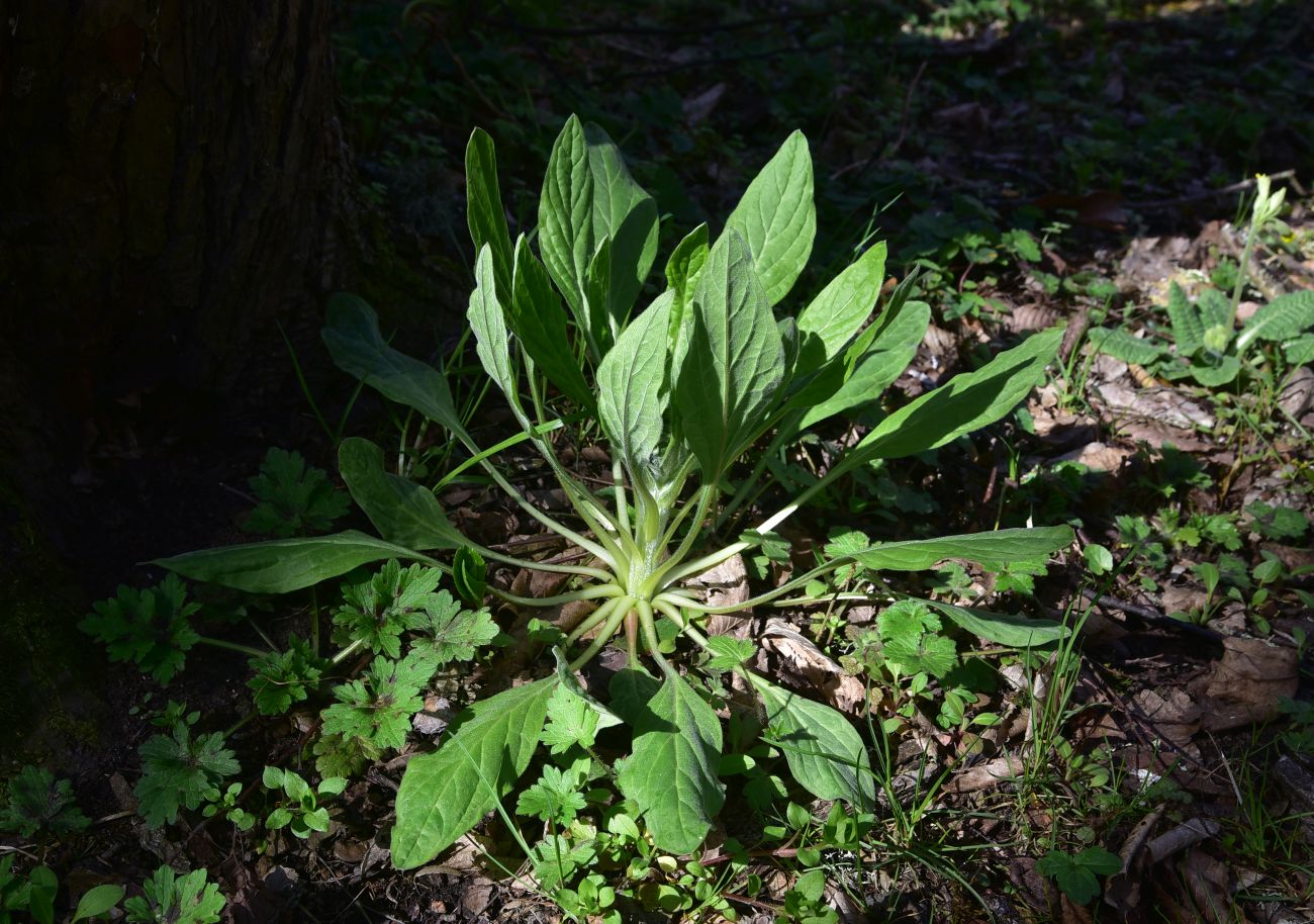 Image of Unknown species specimen.