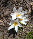 Crocus alatavicus. Цветки. Казахстан. Туркестанская обл., Толебийский р-н, Зап. Тянь-Шань, Сайрам-Угамский нац. парк; выс. ок. 2400 м н.у.м., междуречье рек Акмойнак и Кыржалсай, протяженный гребень с можжевельником и каменными глыбами, оттаявший дёрн у края снега. 25.04.2026.