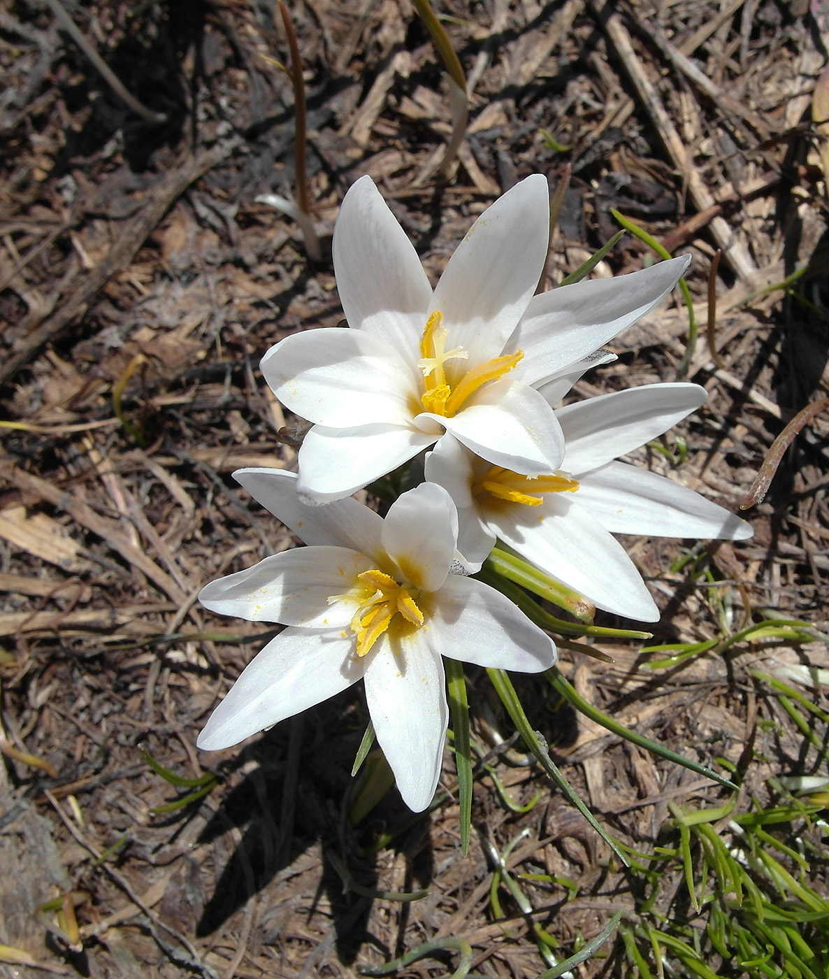 Изображение особи Crocus alatavicus.