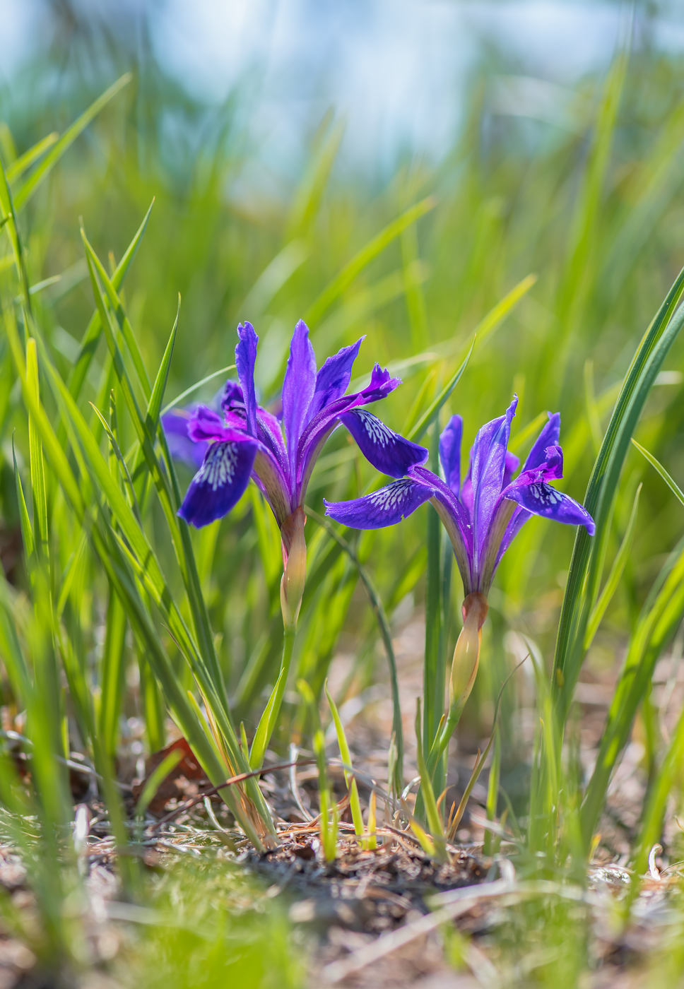 Изображение особи Iris uniflora.