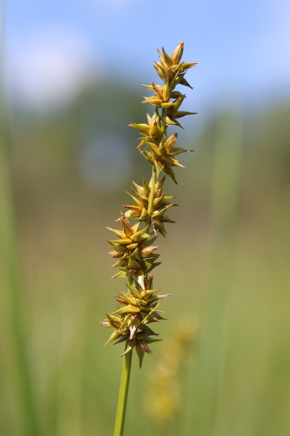 Image of Carex vulpina specimen.