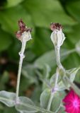 Lychnis coronaria. Отцветшие цветки. Московская обл., ГО Подольск, мкр-н Климовск, клумба. 29.06.2026.