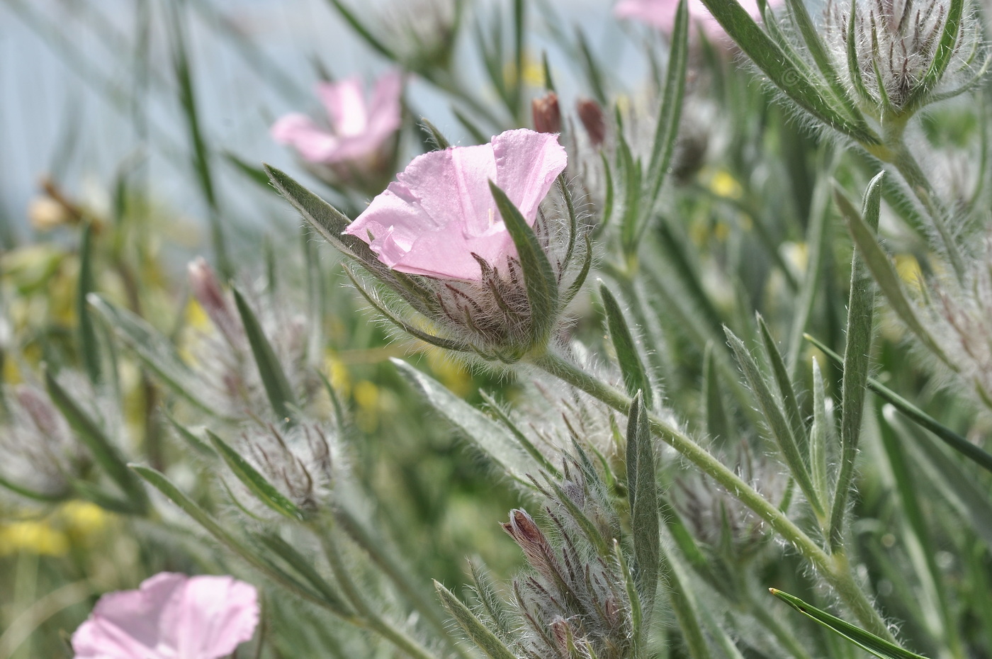 Изображение особи Convolvulus tauricus.