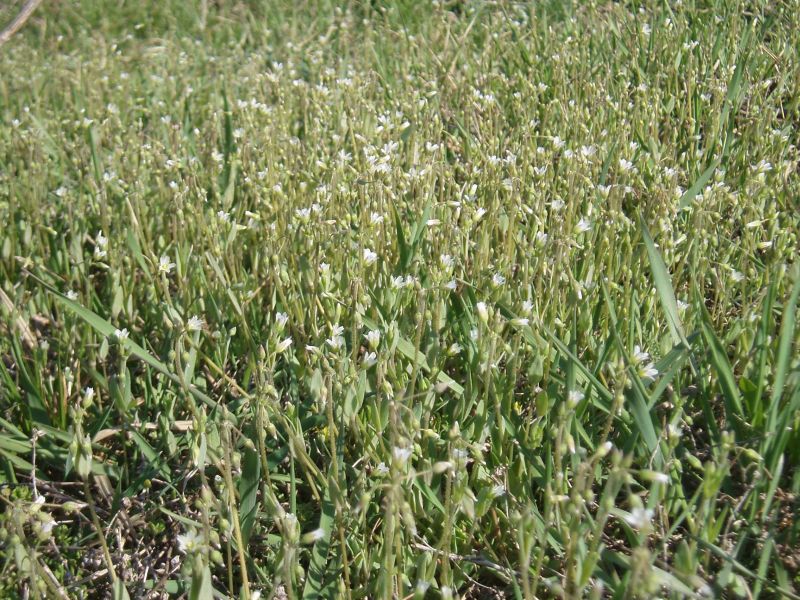 Image of Holosteum umbellatum specimen.