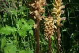 genus Orobanche