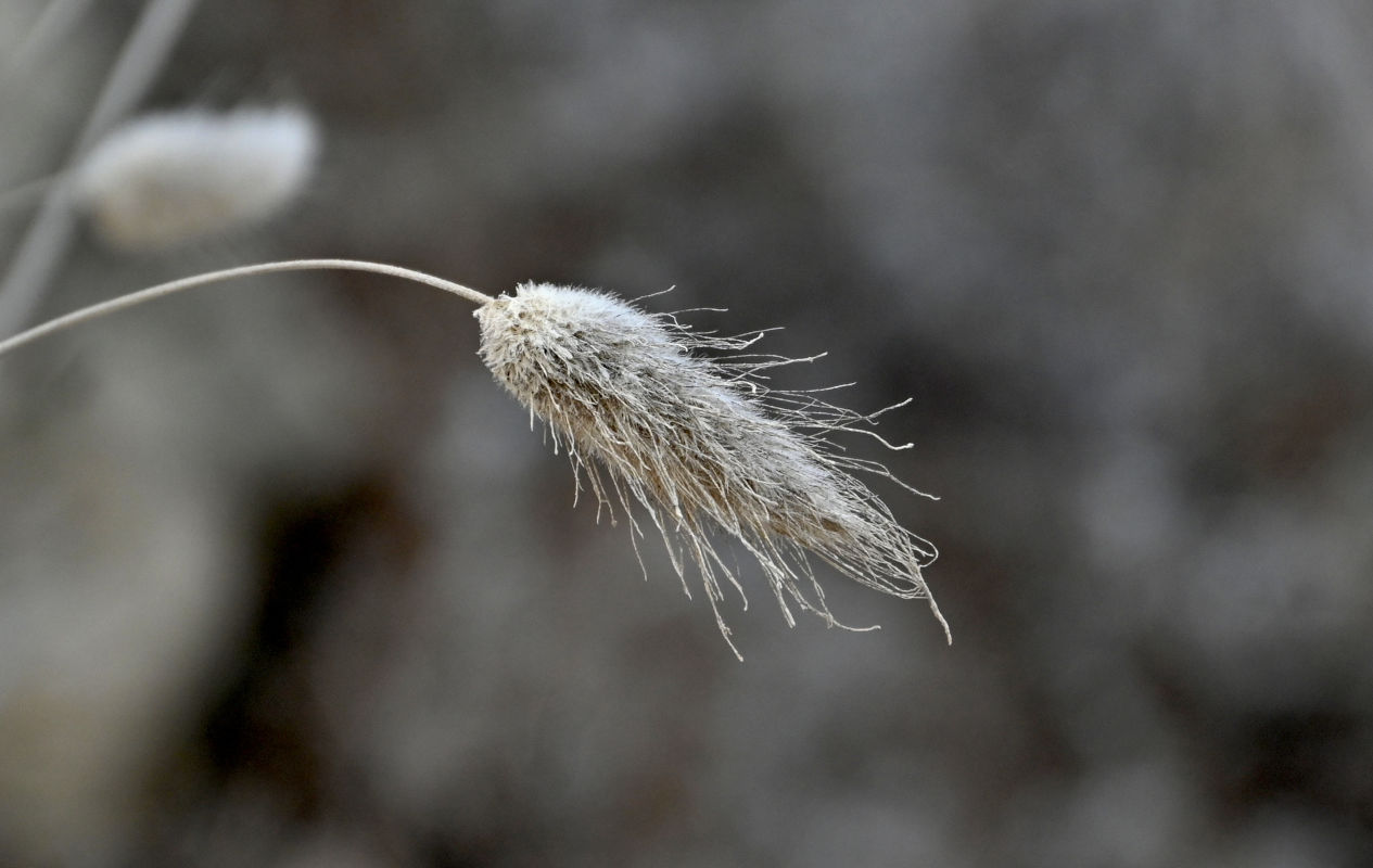Image of Lagurus ovatus specimen.