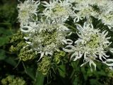 Heracleum dissectum. Зонтички. Хабаровский край, г. Комсомольск-на-Амуре, Силинский лесопарк, просека ЛЭП, в сообществе с Rubus matsumuranus. 29.06.2026.