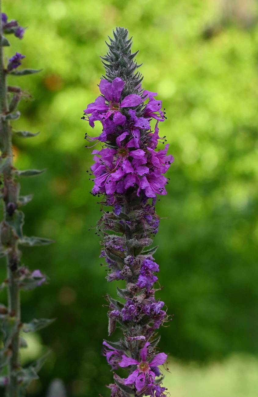 Изображение особи род Lythrum.