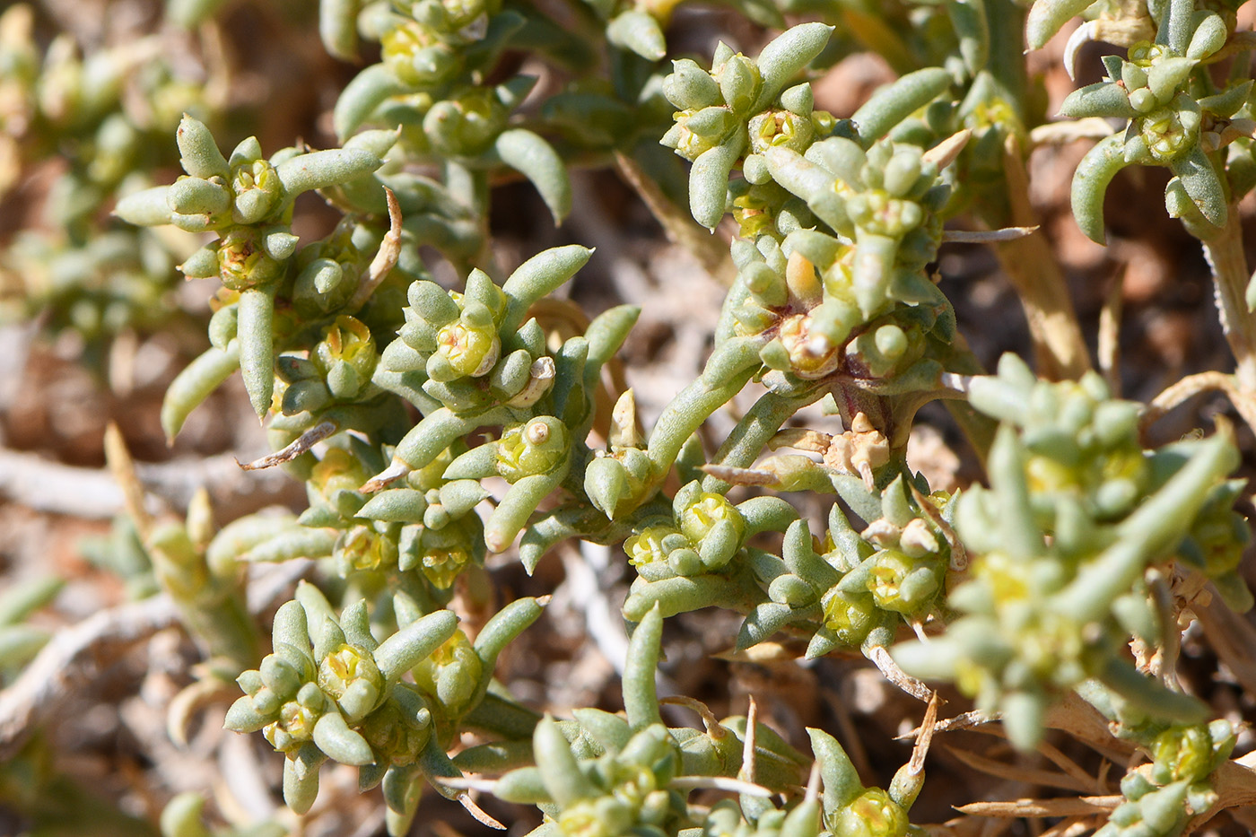 Image of Arthrophytum longibracteatum specimen.