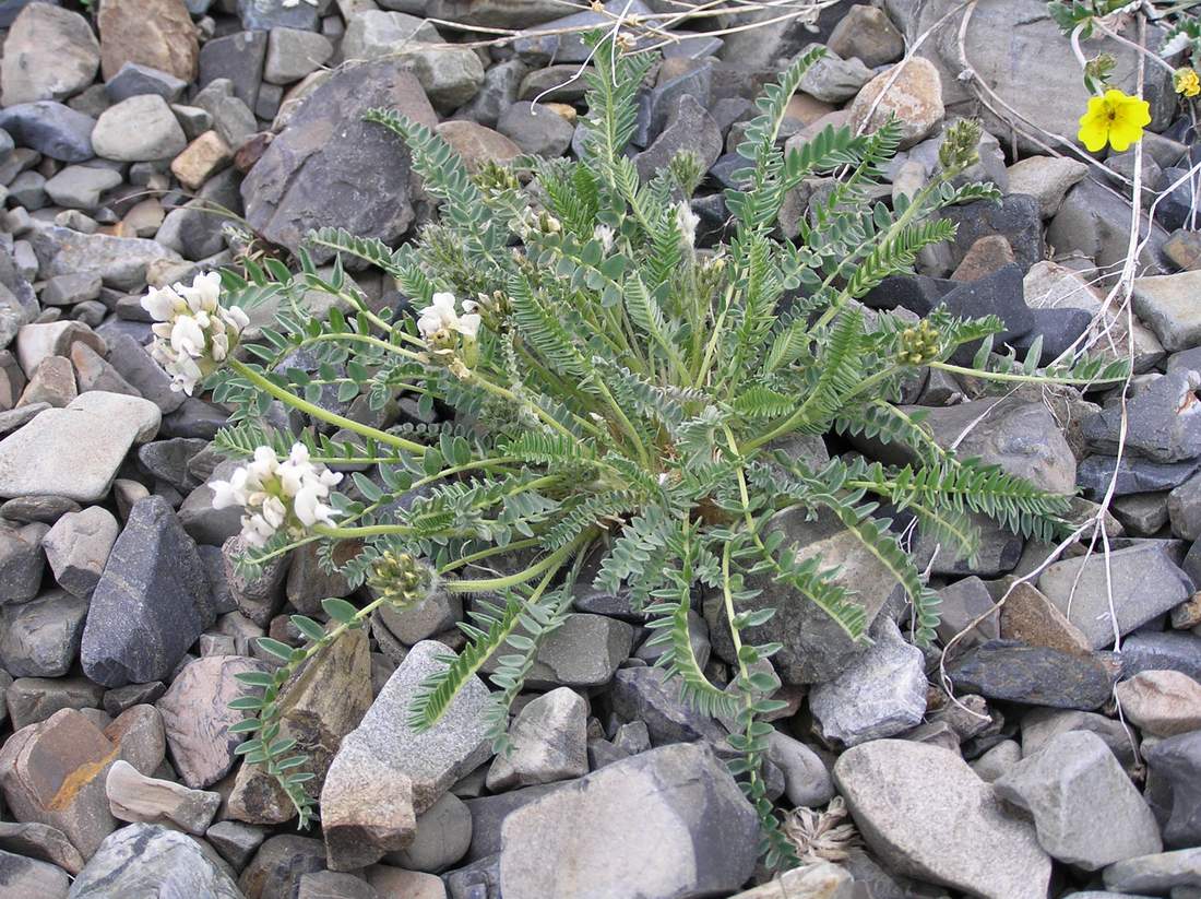 Изображение особи Oxytropis sajanensis.