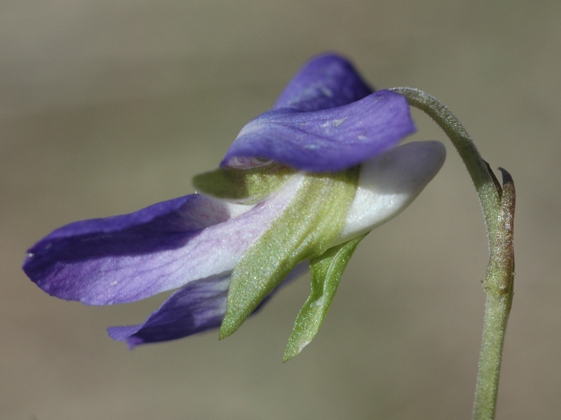Image of Viola rupestris specimen.