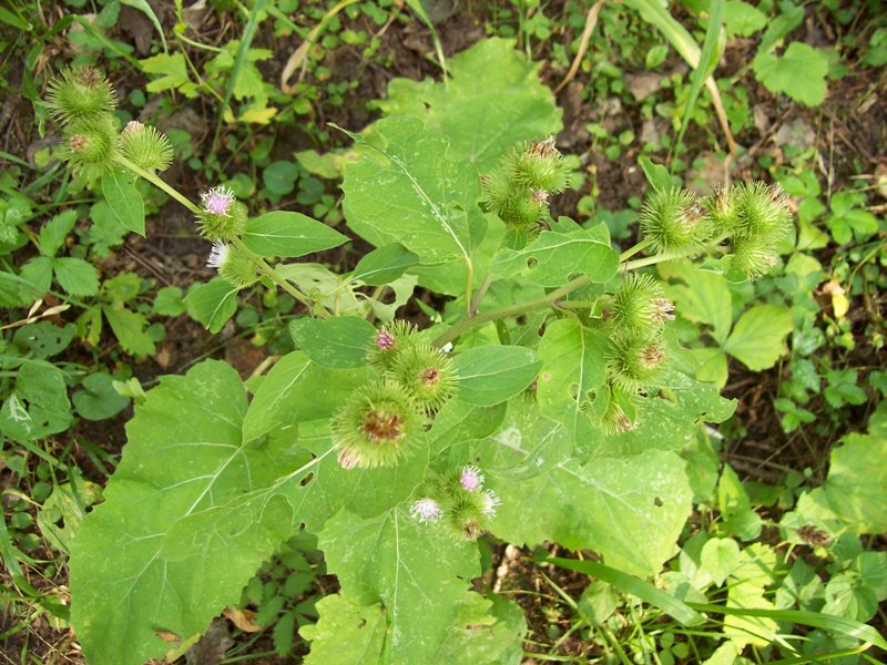 Изображение особи Arctium minus.