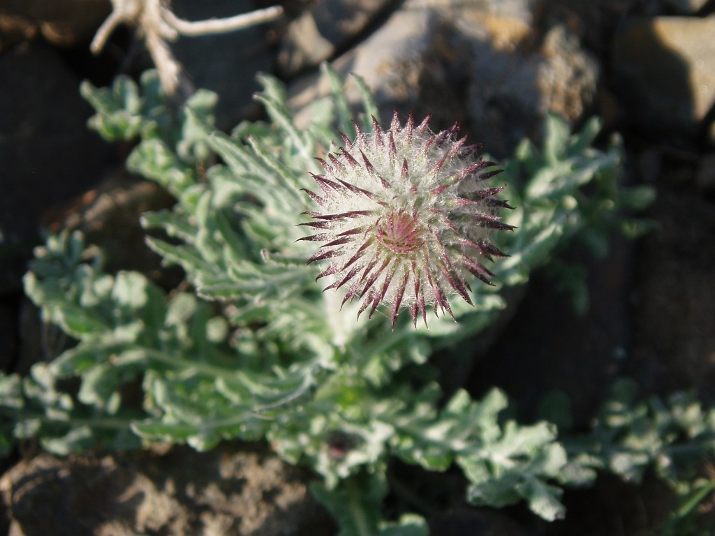 Image of Jurinea roegneri specimen.