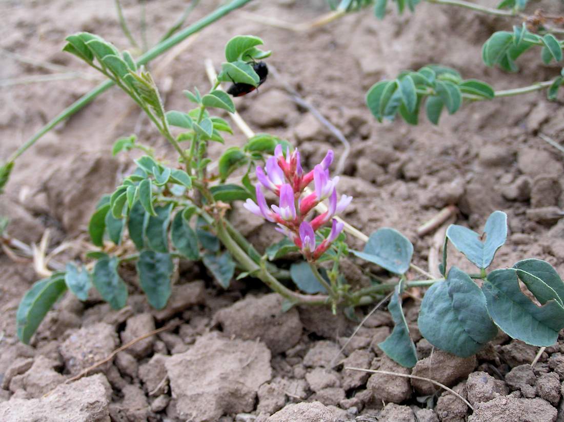 Image of Glycyrrhiza aspera specimen.