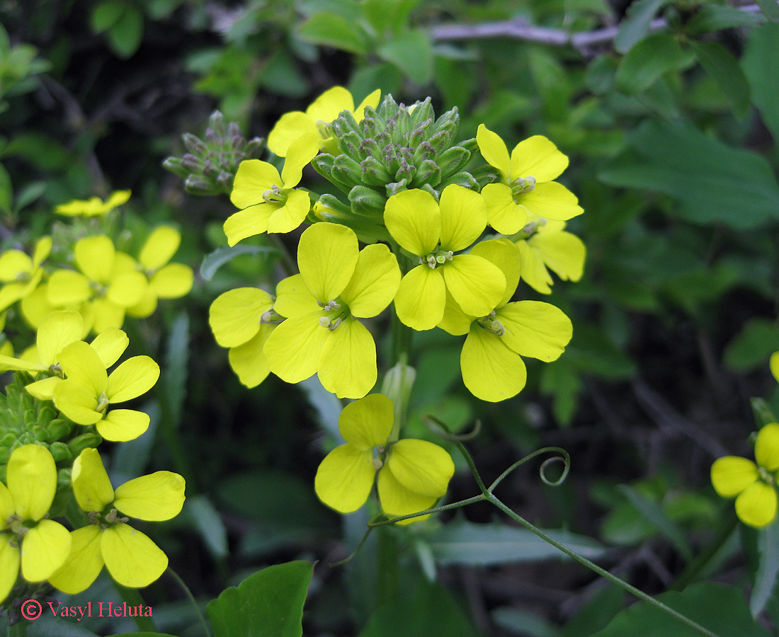 Image of Erysimum cuspidatum specimen.