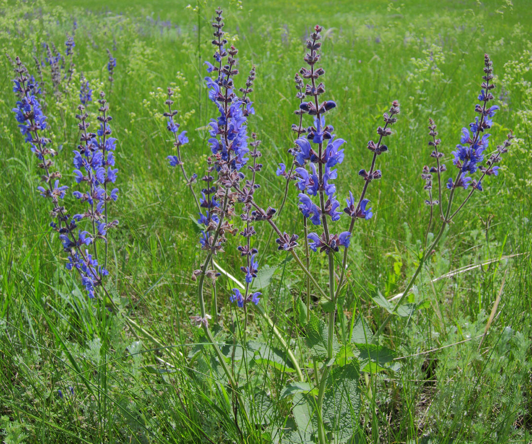 Image of Salvia stepposa specimen.