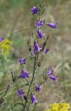 Campanula sibirica. Верхушка цветущего растения. Воронежская обл., Лискинский р-н, музей-заповедник \"Дивногорье\". 11.06.2011.