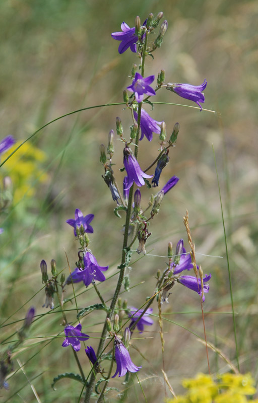 Image of Campanula sibirica specimen.