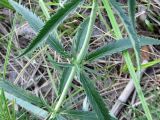 Veronica longifolia