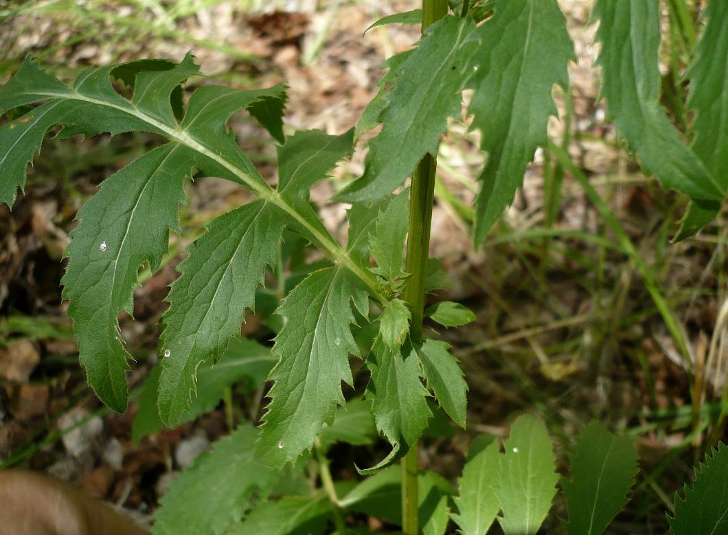 Image of Serratula coronata specimen.