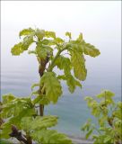 Quercus pubescens. Часть ветви с молодыми побегами. Краснодарский край, Черноморское побережье Кавказа, Новороссийск, Шесхарис, у обочины грунтовой дороги над приморским обрывом. 17 апреля 2010 г.