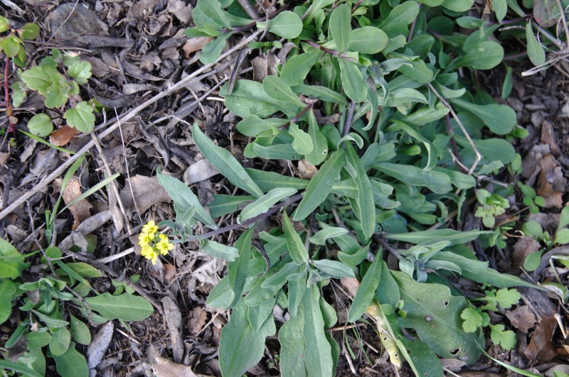 Image of Berteroa orbiculata specimen.