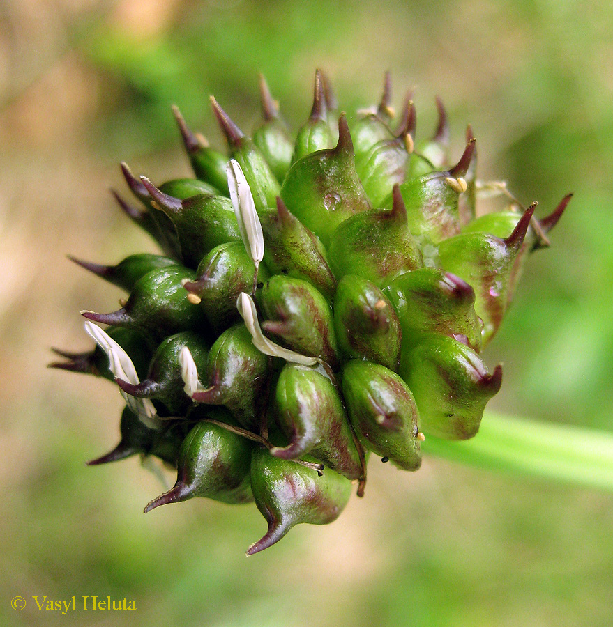 Image of Trollius altissimus specimen.