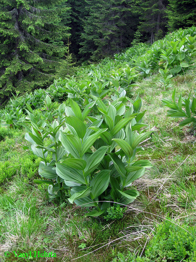 Image of Veratrum album specimen.