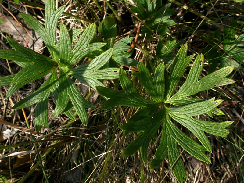 Image of Pulsatilla patens specimen.