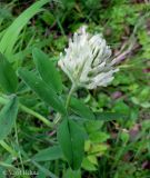 Trifolium pannonicum. Верхушка цветущего растения. Украина, Ивано-Франковская обл., Косовский р-н, окр. с. Шешоры, луг на берегу притока реки Пистынки. 27 июня 2011 г.