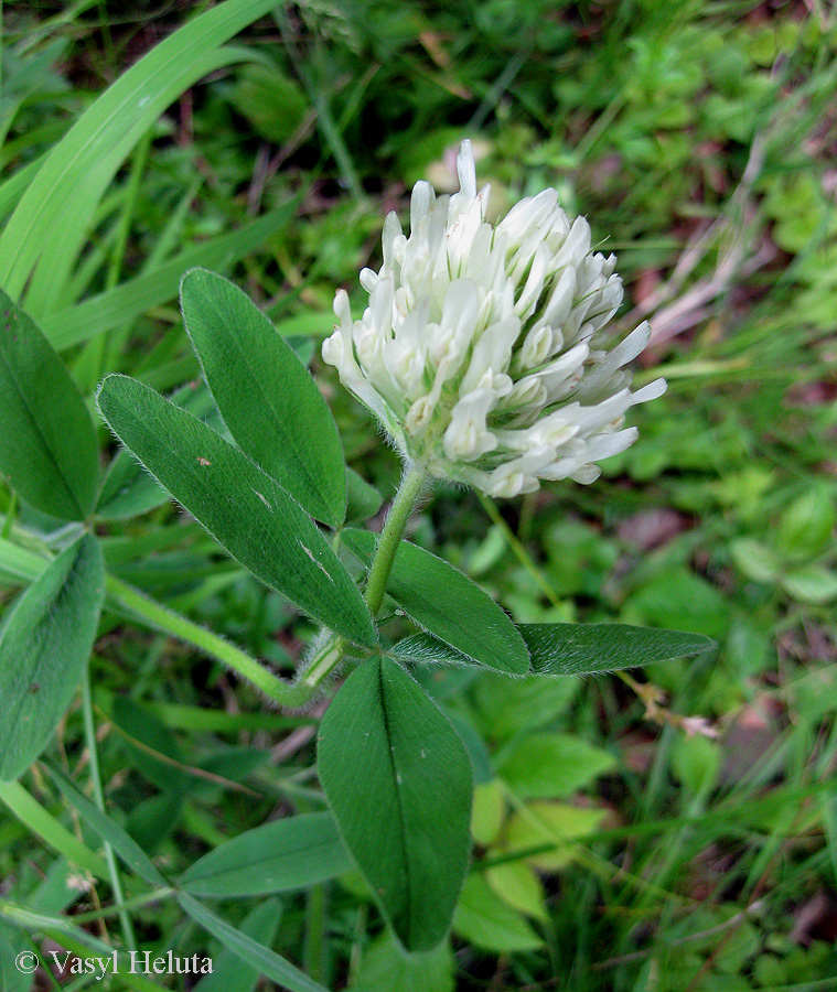 Изображение особи Trifolium pannonicum.