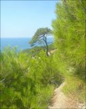 Pinus pityusa. Отдельно стоящее дерево в роще. Черноморское побережье Кавказа, Новороссийск, близ мыса Мысхако, 21 августа 2011 г.
