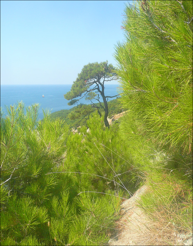 Image of Pinus pityusa specimen.