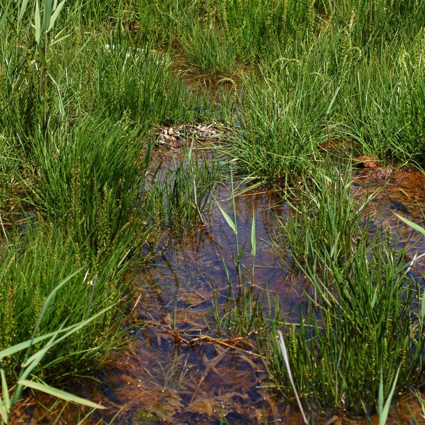 Image of Triglochin asiatica specimen.