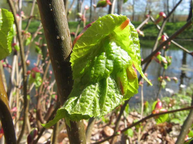 Изображение особи Tilia cordata.