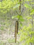 род Betula. Побег с соцветиями. Владивосток, Академгородок. 21 мая 2011 г.